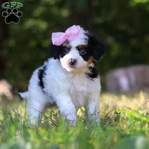Winter, Cavapoo Puppy